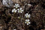 Pitcher's stitchwort